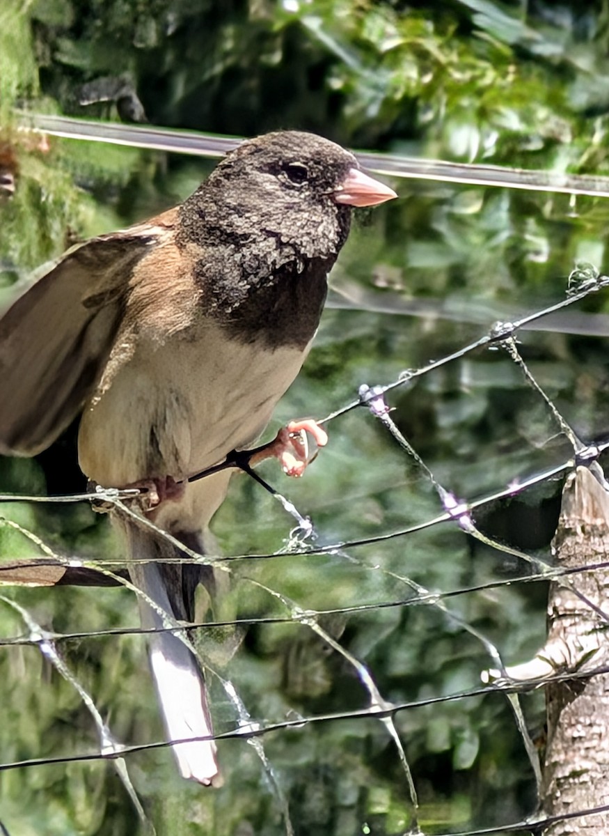 Dark-eyed Junco - ML638913236