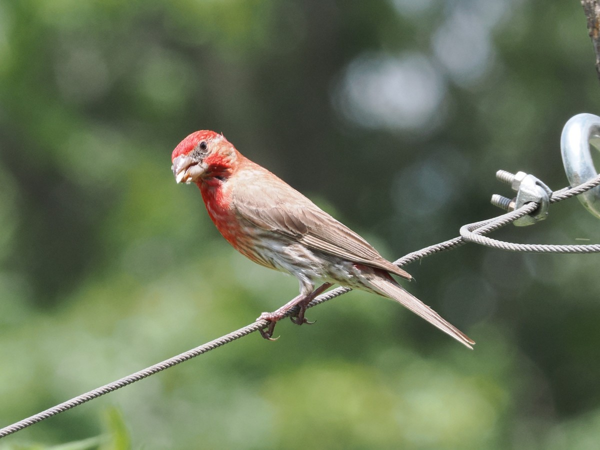 House Finch - ML638913237