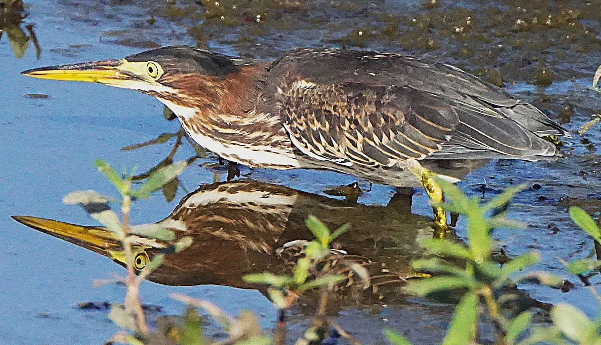 Green Heron - ML638913241