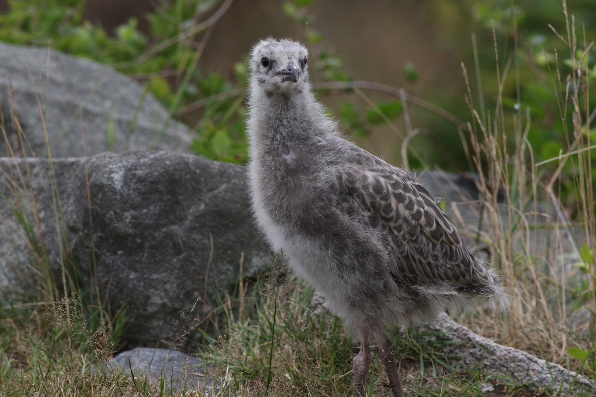American Herring Gull - ML638913243