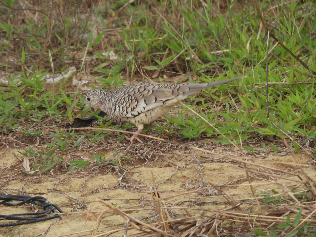 Scaled Dove - ML638913244