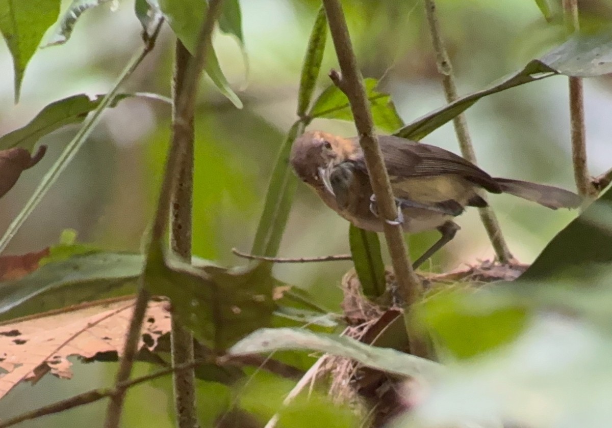 Long-billed Gnatwren - ML638913245