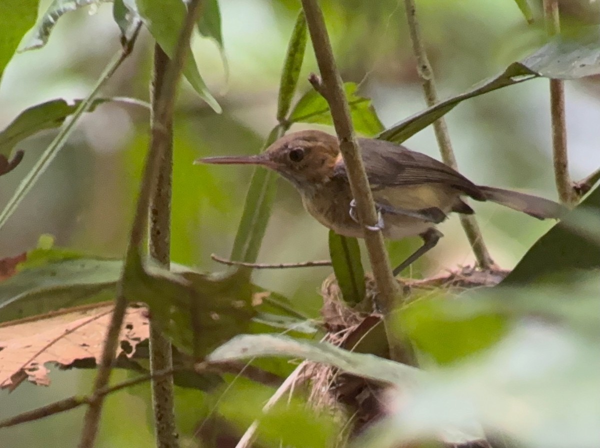 Long-billed Gnatwren - ML638913246