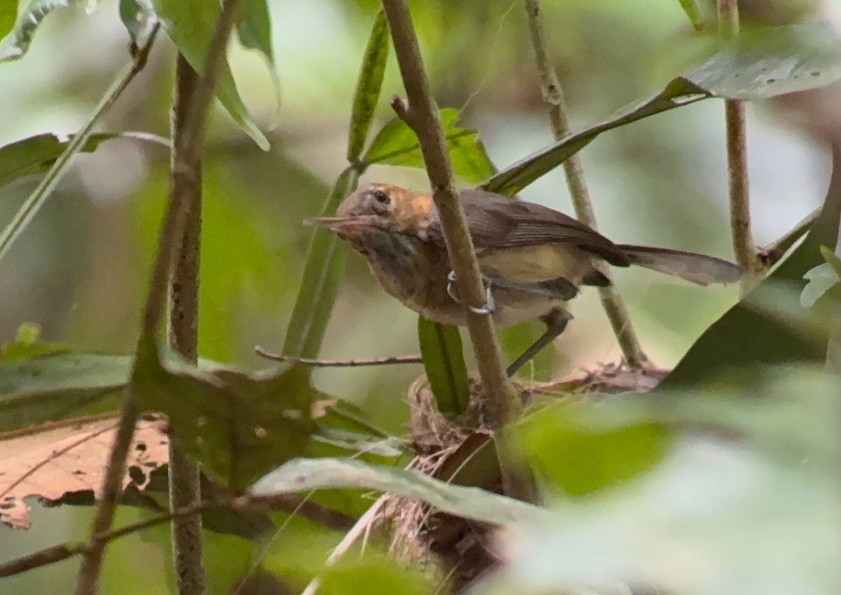 Long-billed Gnatwren - ML638913247