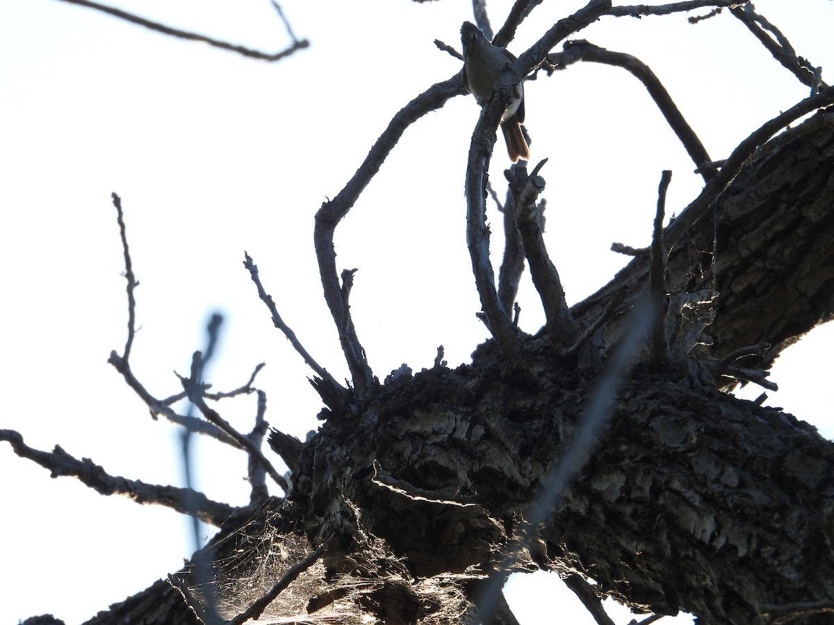 Oak Titmouse - ML638913249