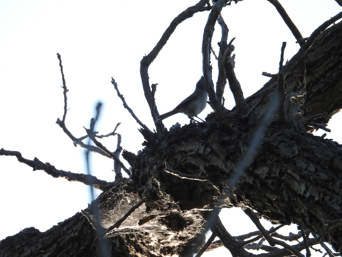 Oak Titmouse - ML638913251