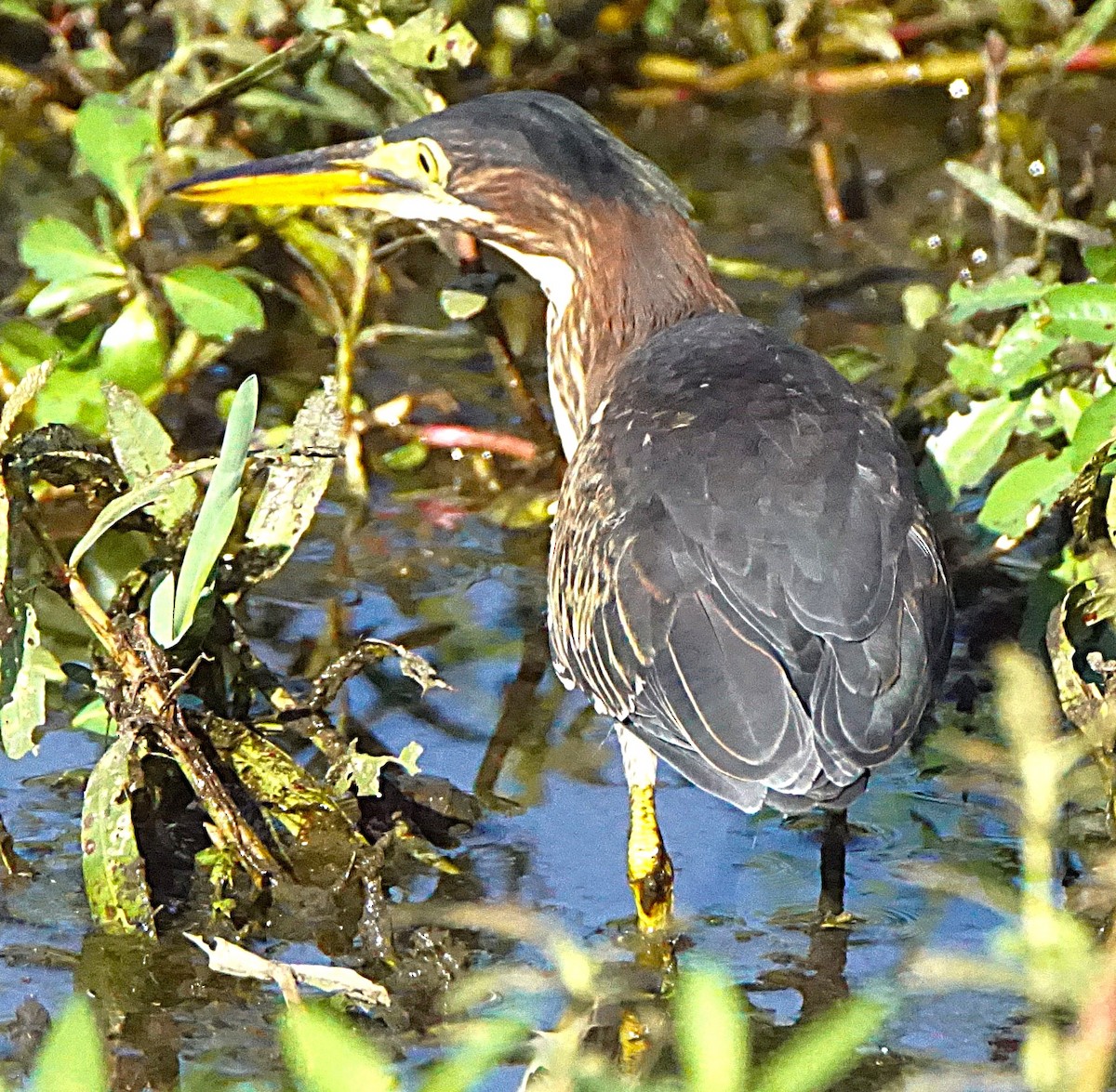 Green Heron - ML638913252