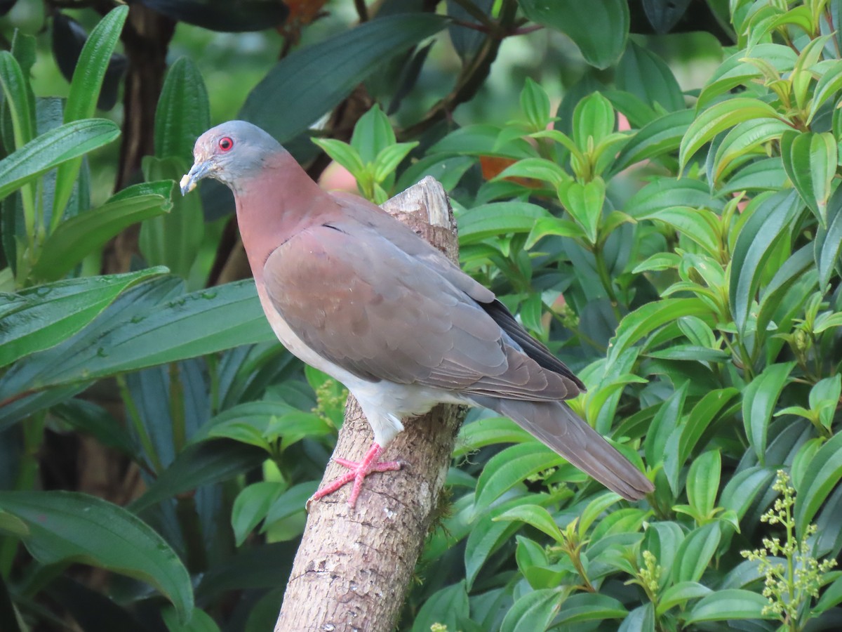 Pale-vented Pigeon - ML638913255