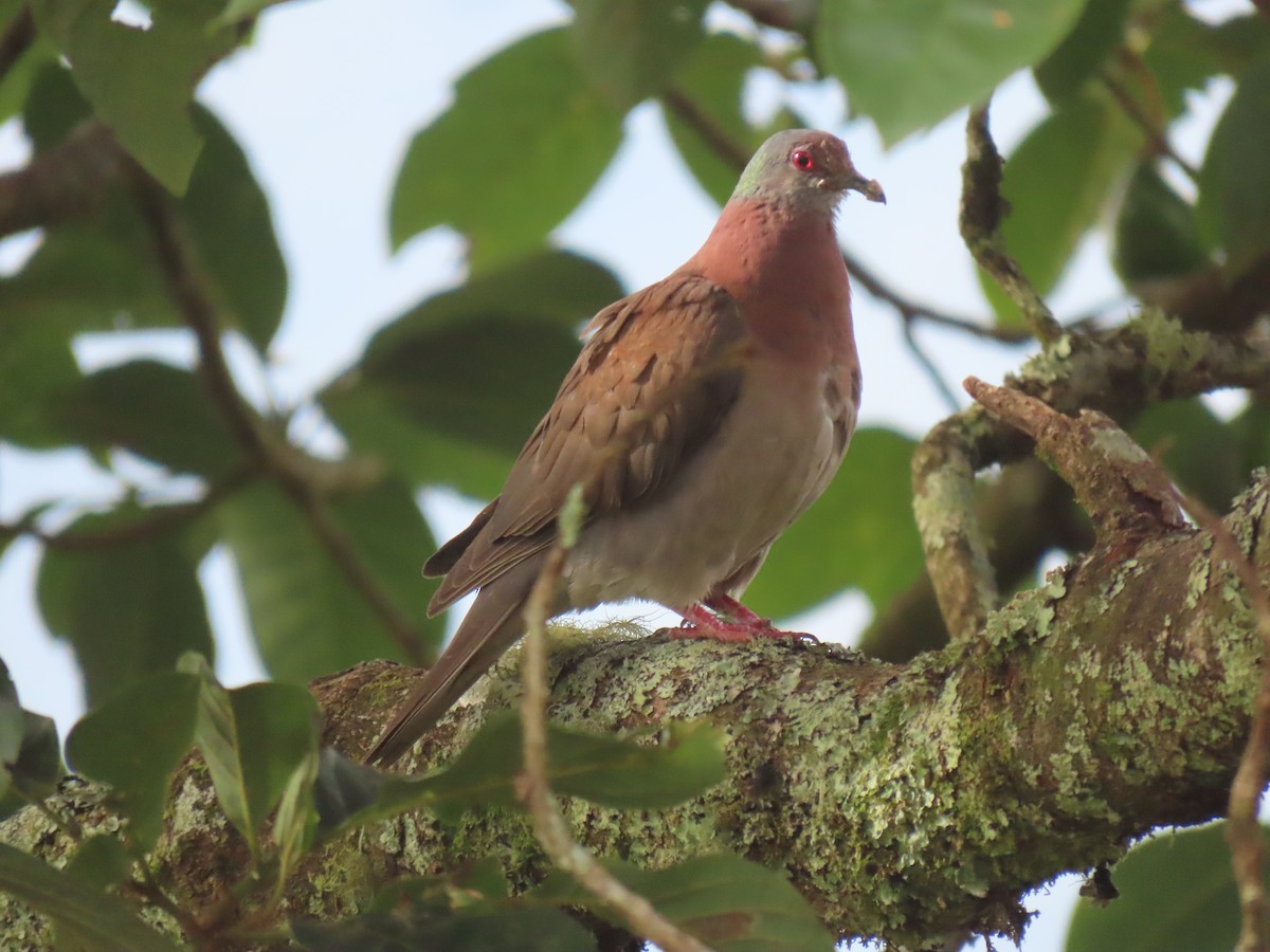 Pale-vented Pigeon - ML638913256