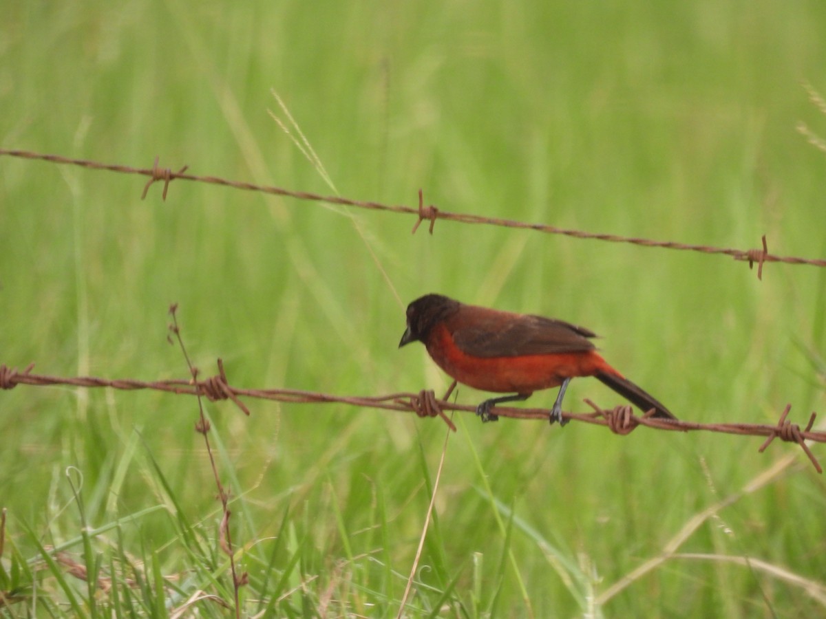 Crimson-backed Tanager - ML638913257