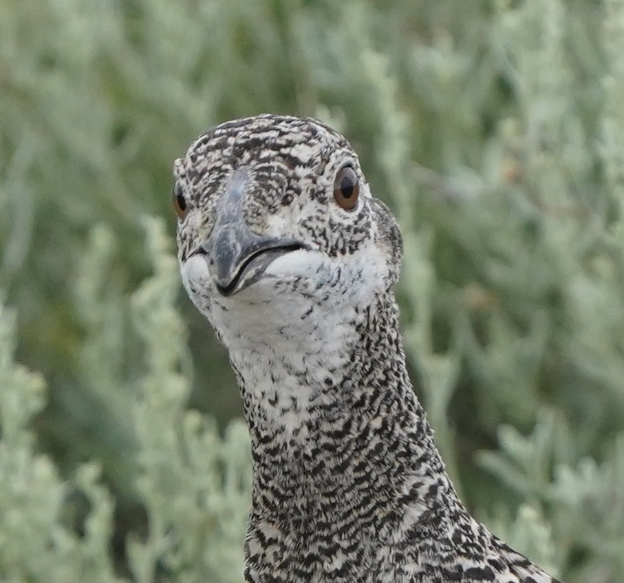 Greater Sage-Grouse - ML638913259