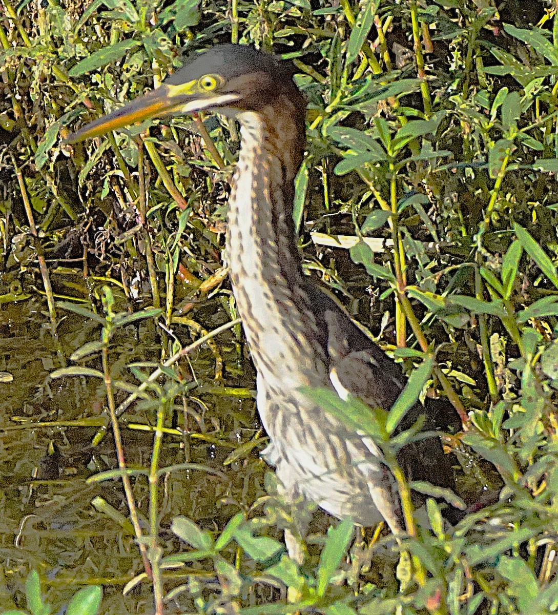 Green Heron - ML638913261