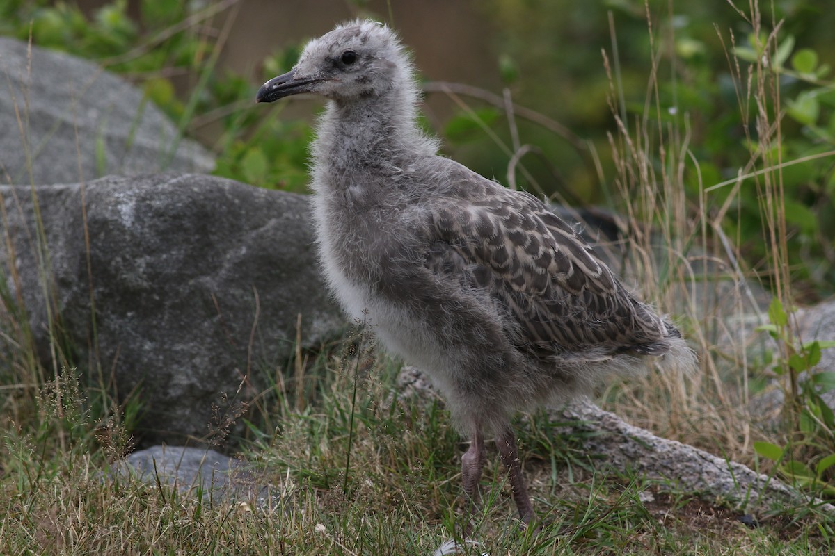 American Herring Gull - ML638913264