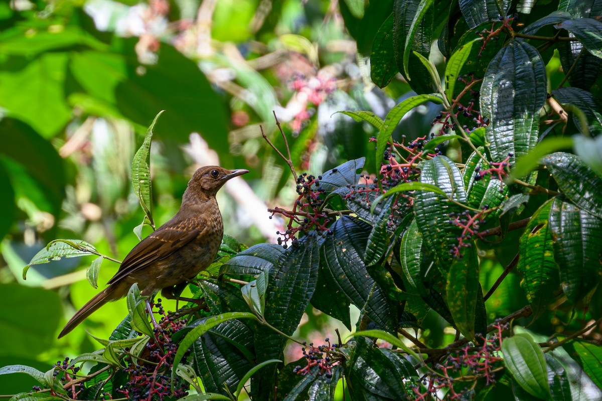 Clay-colored Thrush - ML638913265