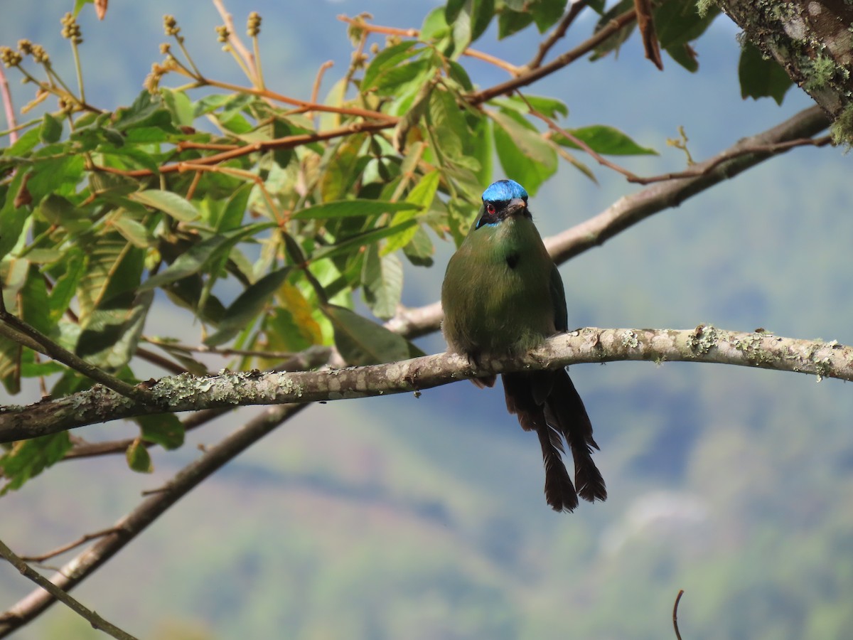 Andean Motmot - ML638913267