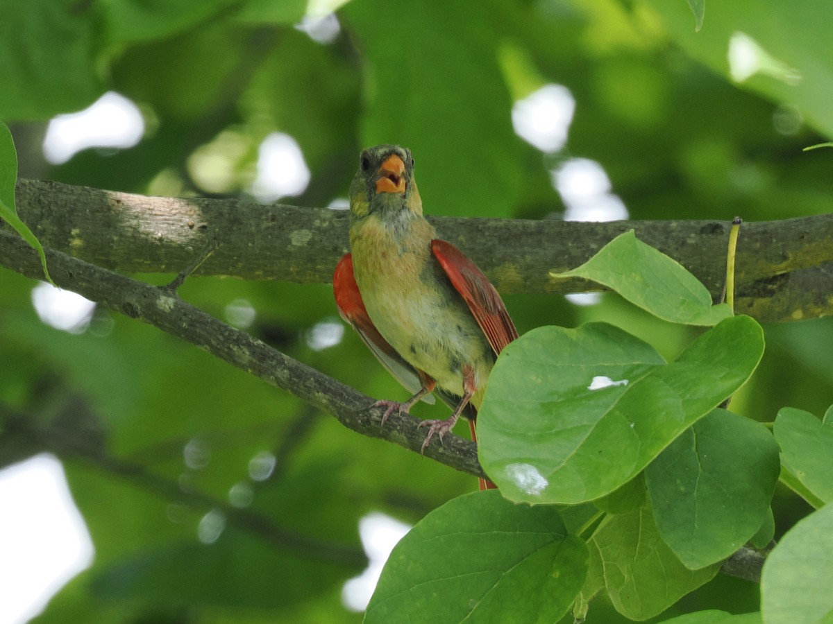 Northern Cardinal - ML638913275