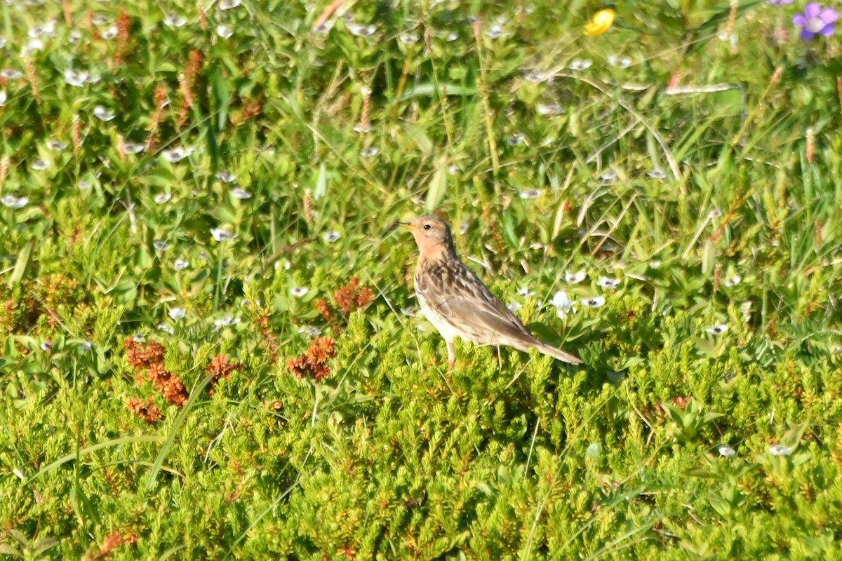 Red-throated Pipit - ML638913292