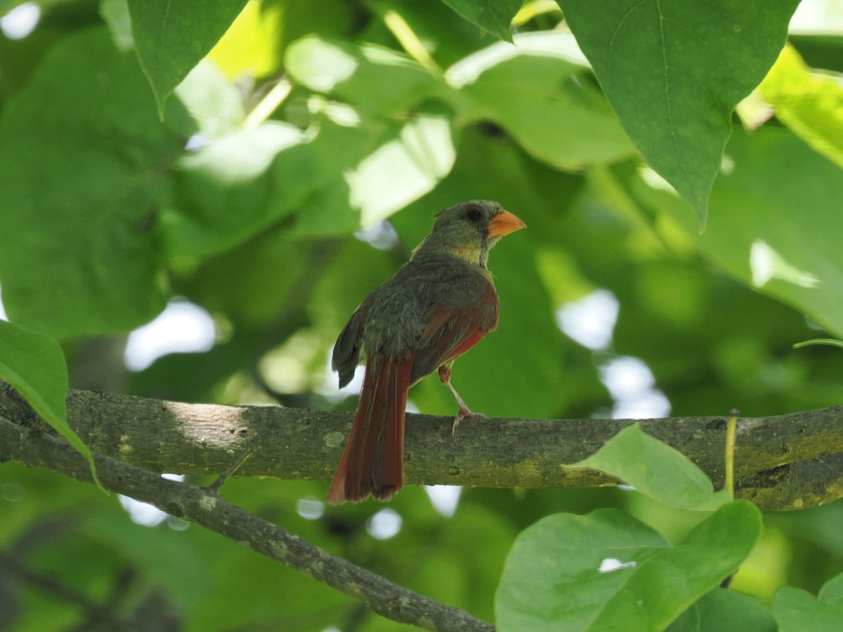Northern Cardinal - ML638913309