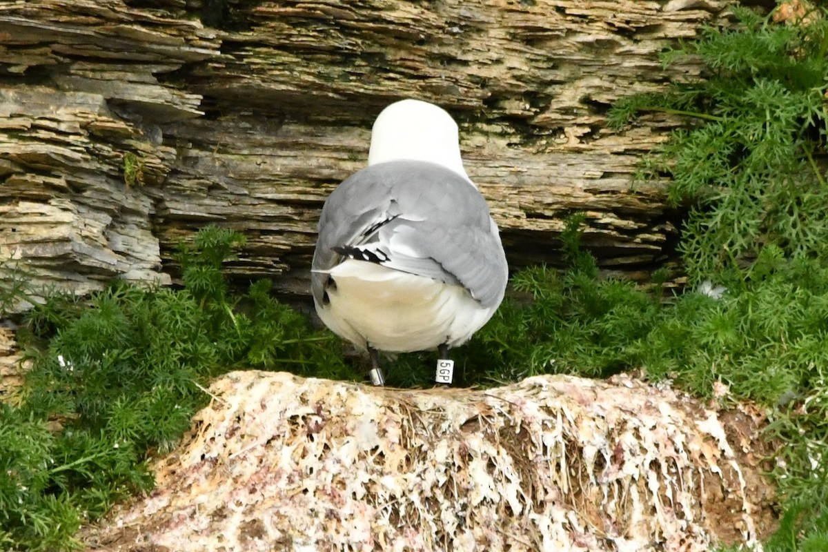 Black-legged Kittiwake - ML638913332