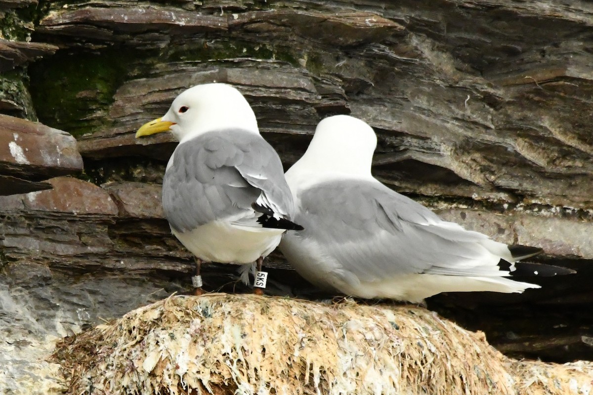Black-legged Kittiwake - ML638913334