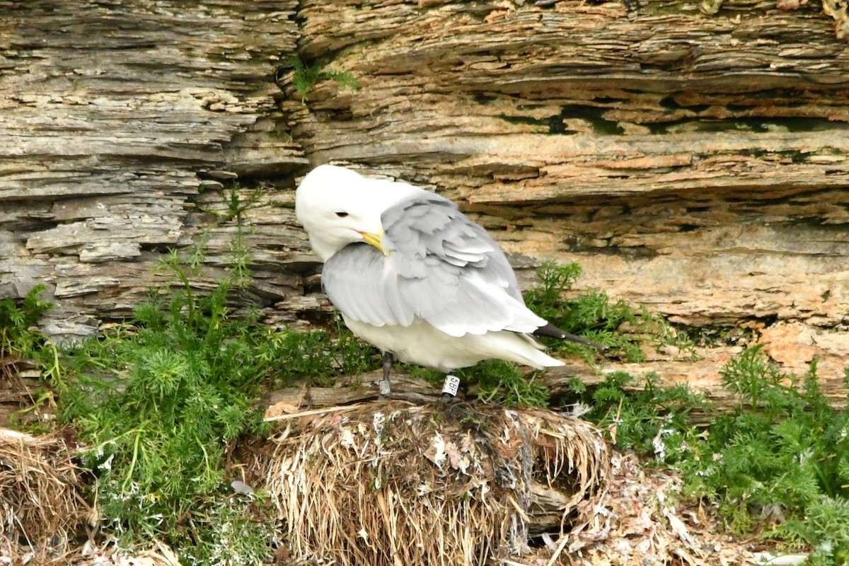 Black-legged Kittiwake - ML638913335