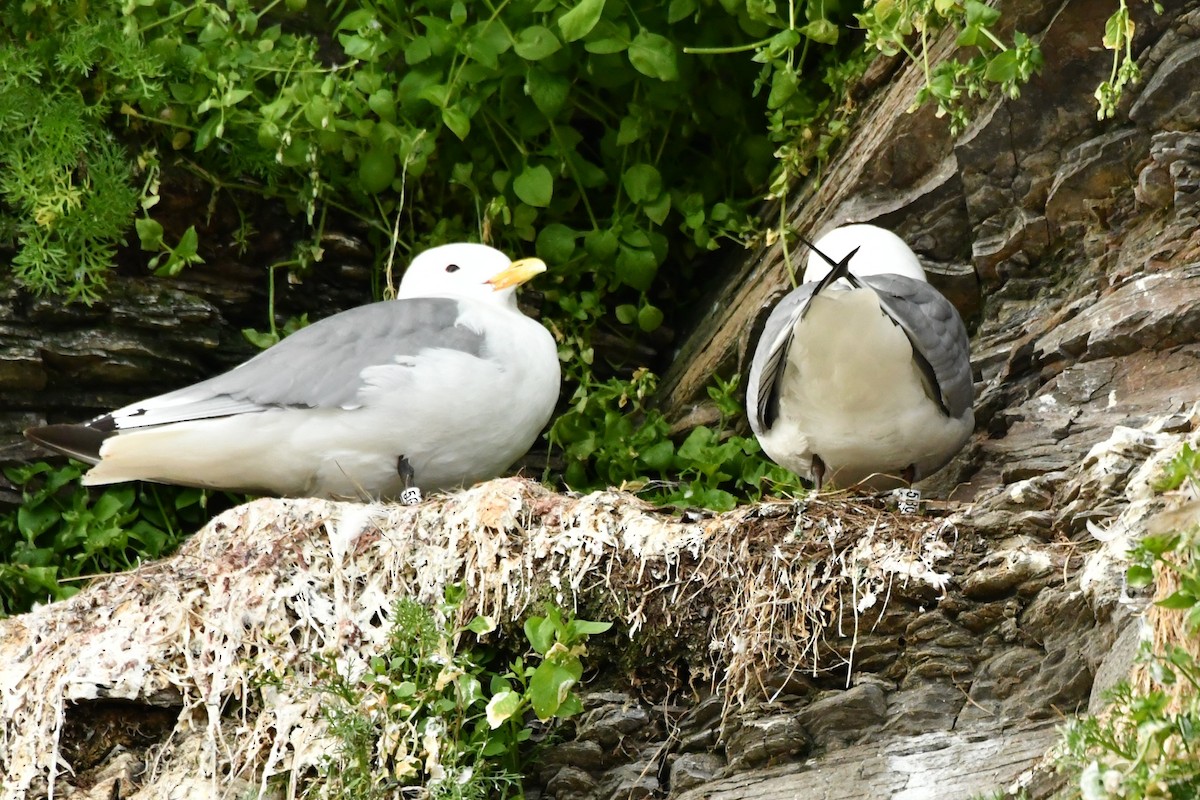 Black-legged Kittiwake - ML638913336