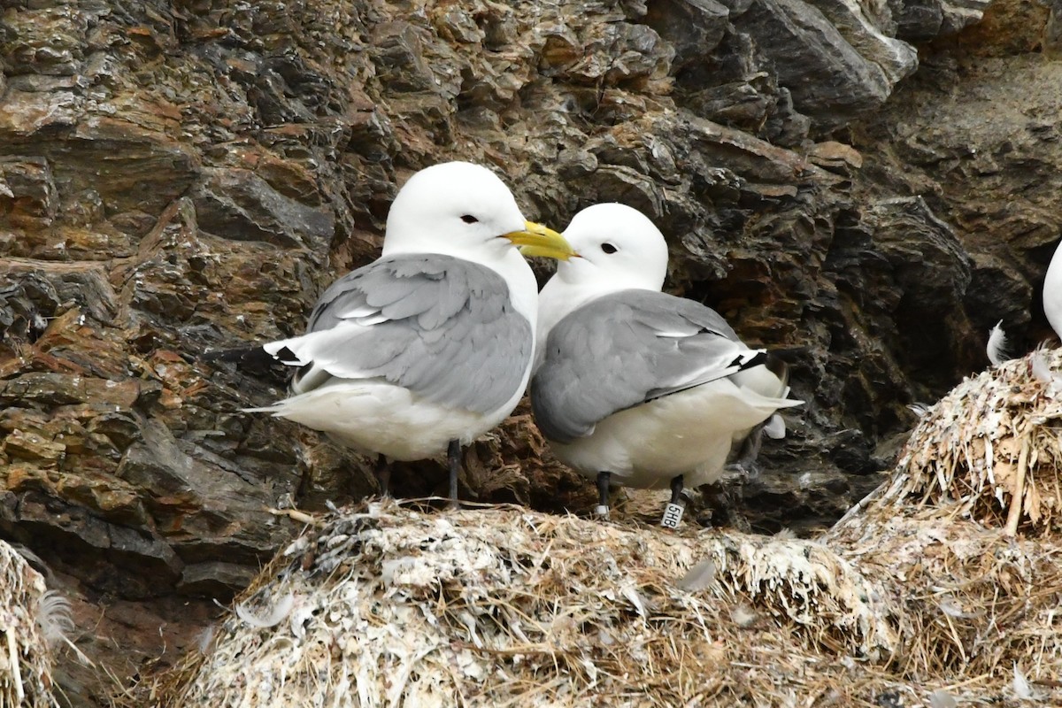 Black-legged Kittiwake - ML638913339