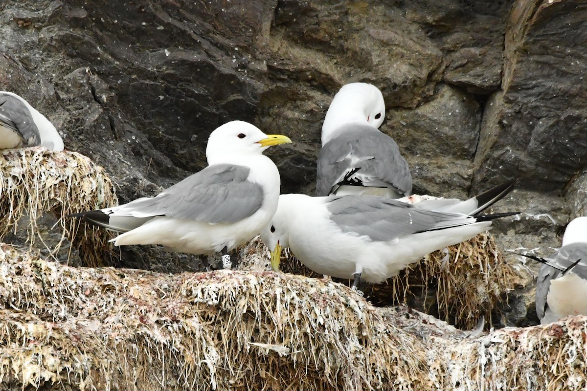 Black-legged Kittiwake - ML638913340