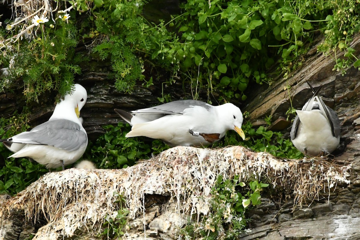 Black-legged Kittiwake - ML638913341