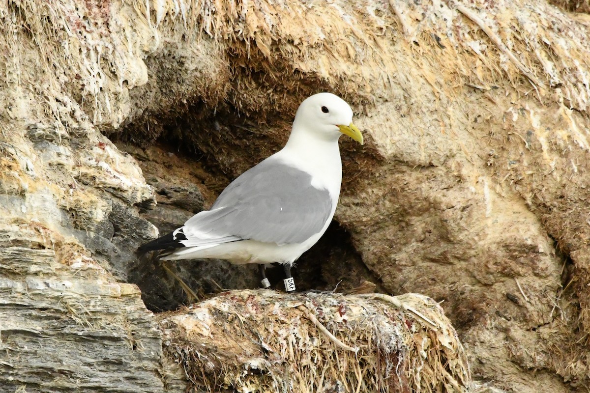 Black-legged Kittiwake - ML638913342