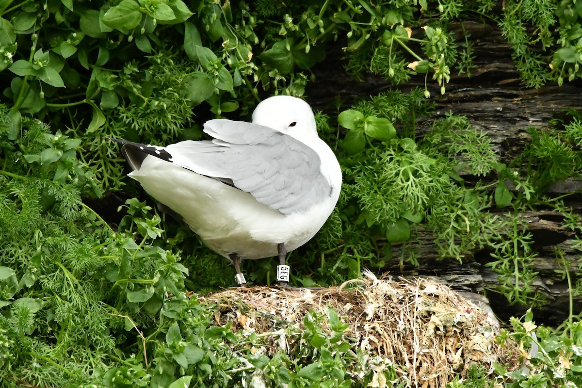 Black-legged Kittiwake - ML638913343
