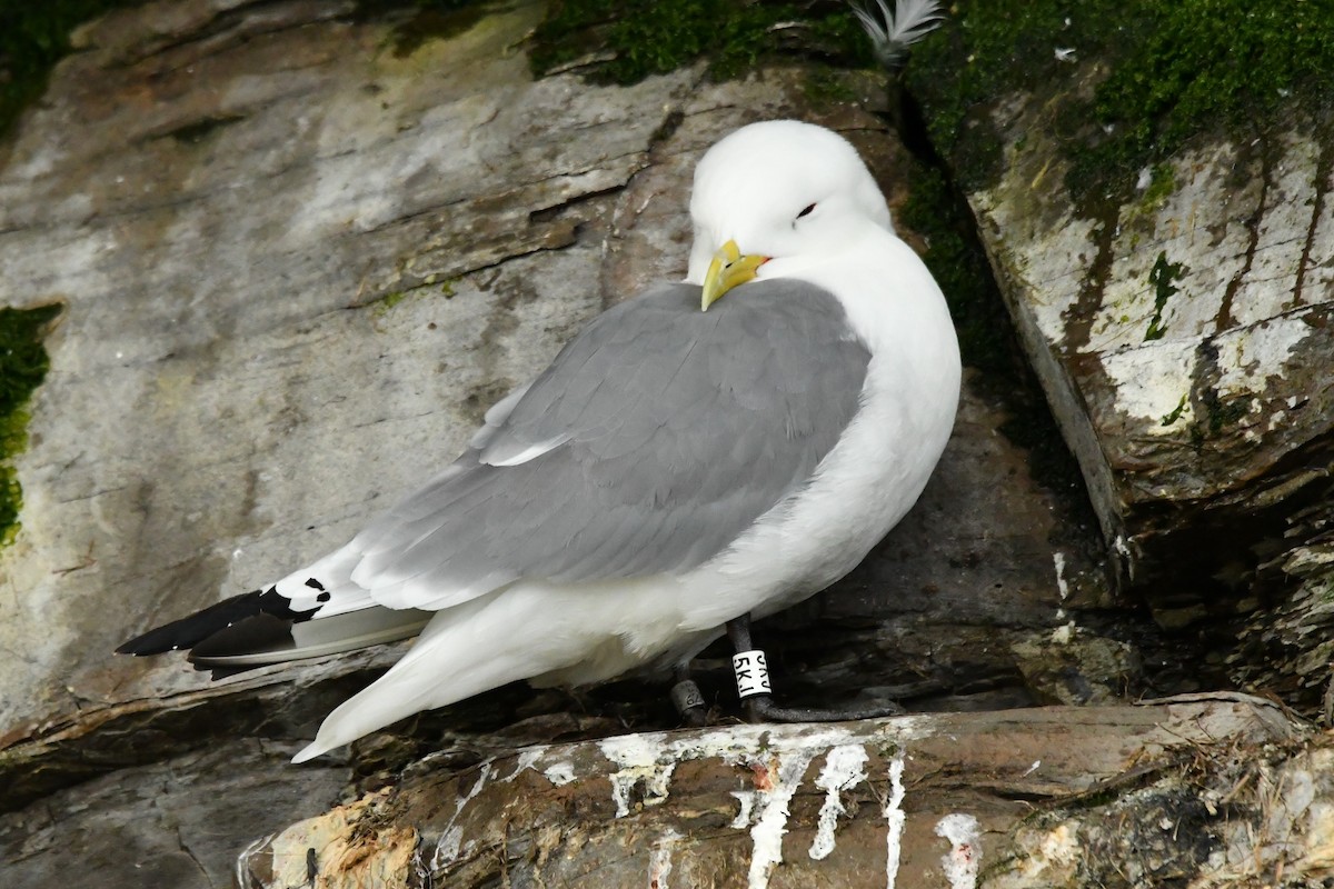 Black-legged Kittiwake - ML638913344