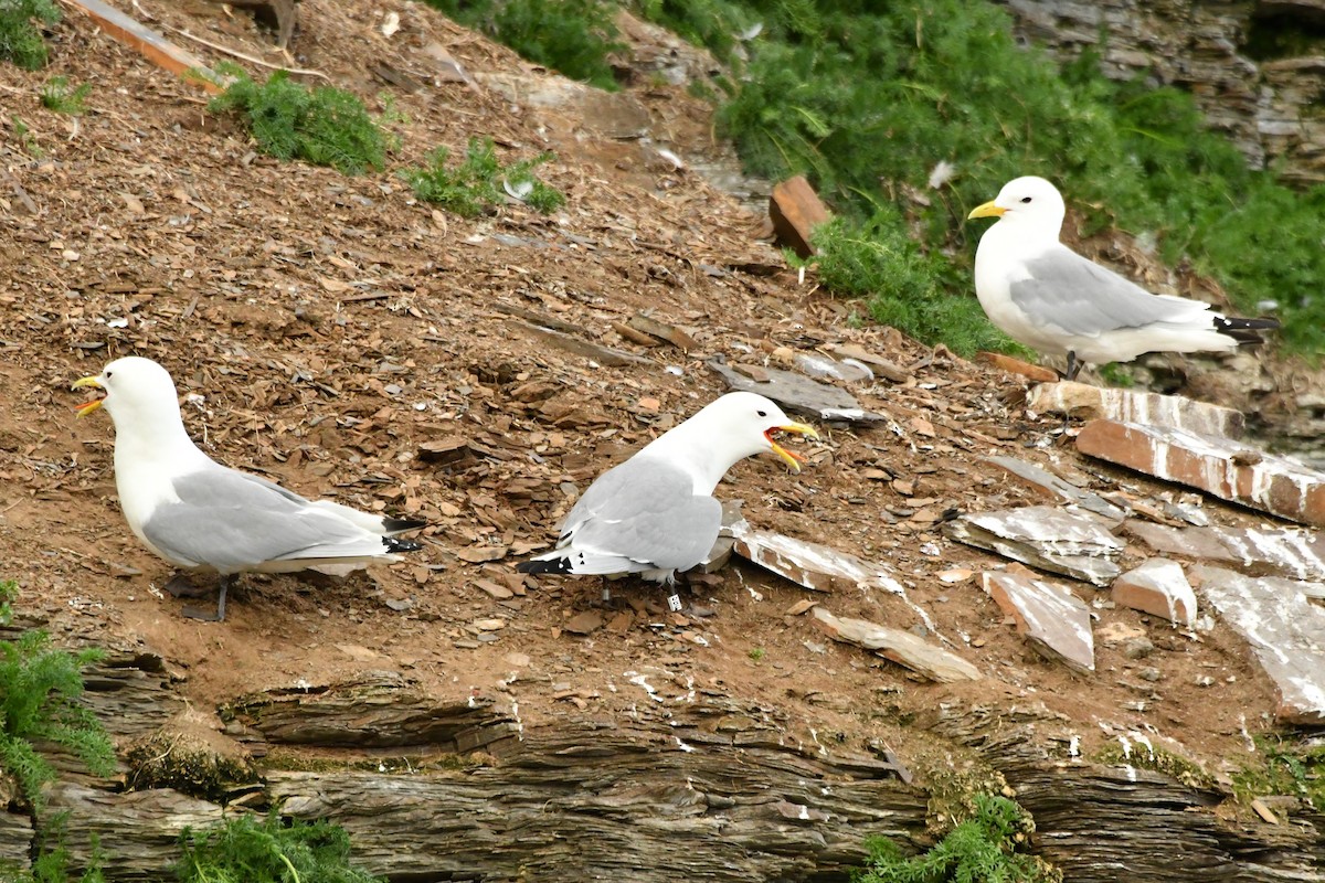 Black-legged Kittiwake - ML638913345