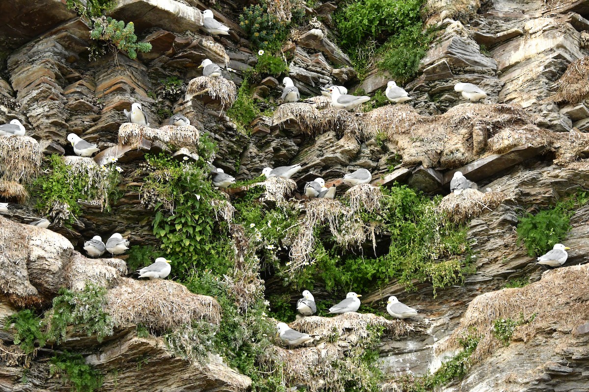 Black-legged Kittiwake - ML638913348