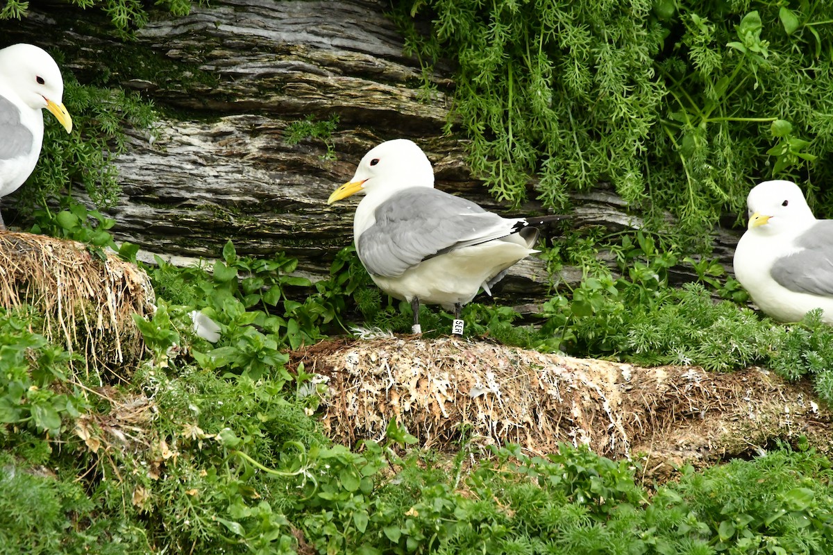 Black-legged Kittiwake - ML638913349