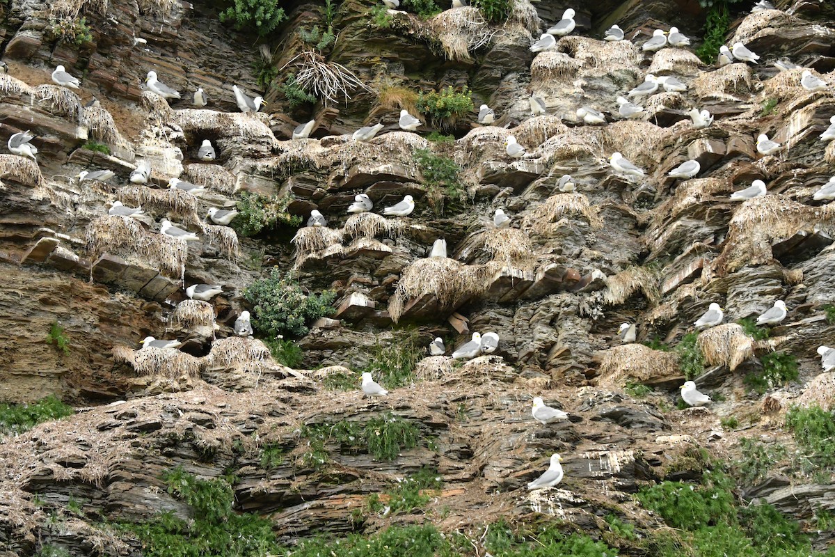 Black-legged Kittiwake - ML638913350