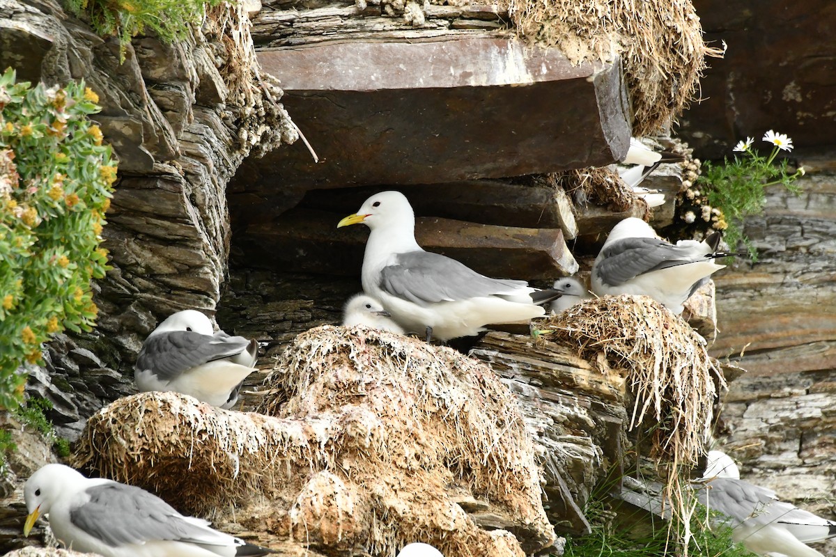 Black-legged Kittiwake - ML638913351