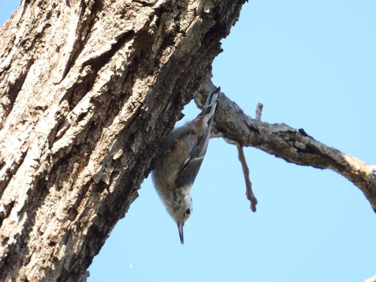 Sittelle à poitrine blanche (aculeata/alexandrae) - ML638913353