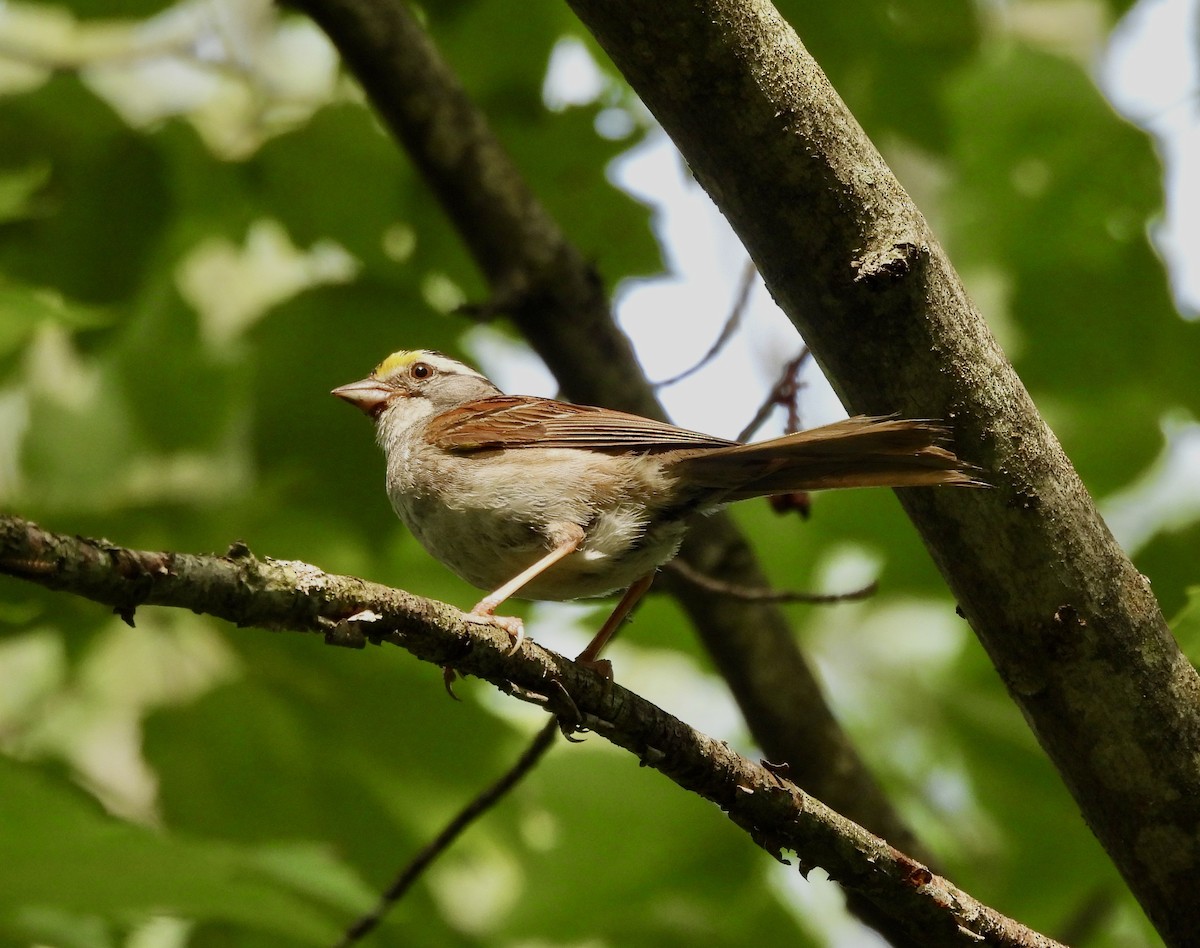 White-throated Sparrow - ML638913357