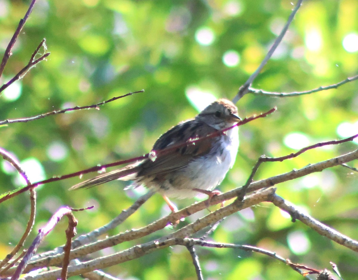 Swamp Sparrow - ML638913359