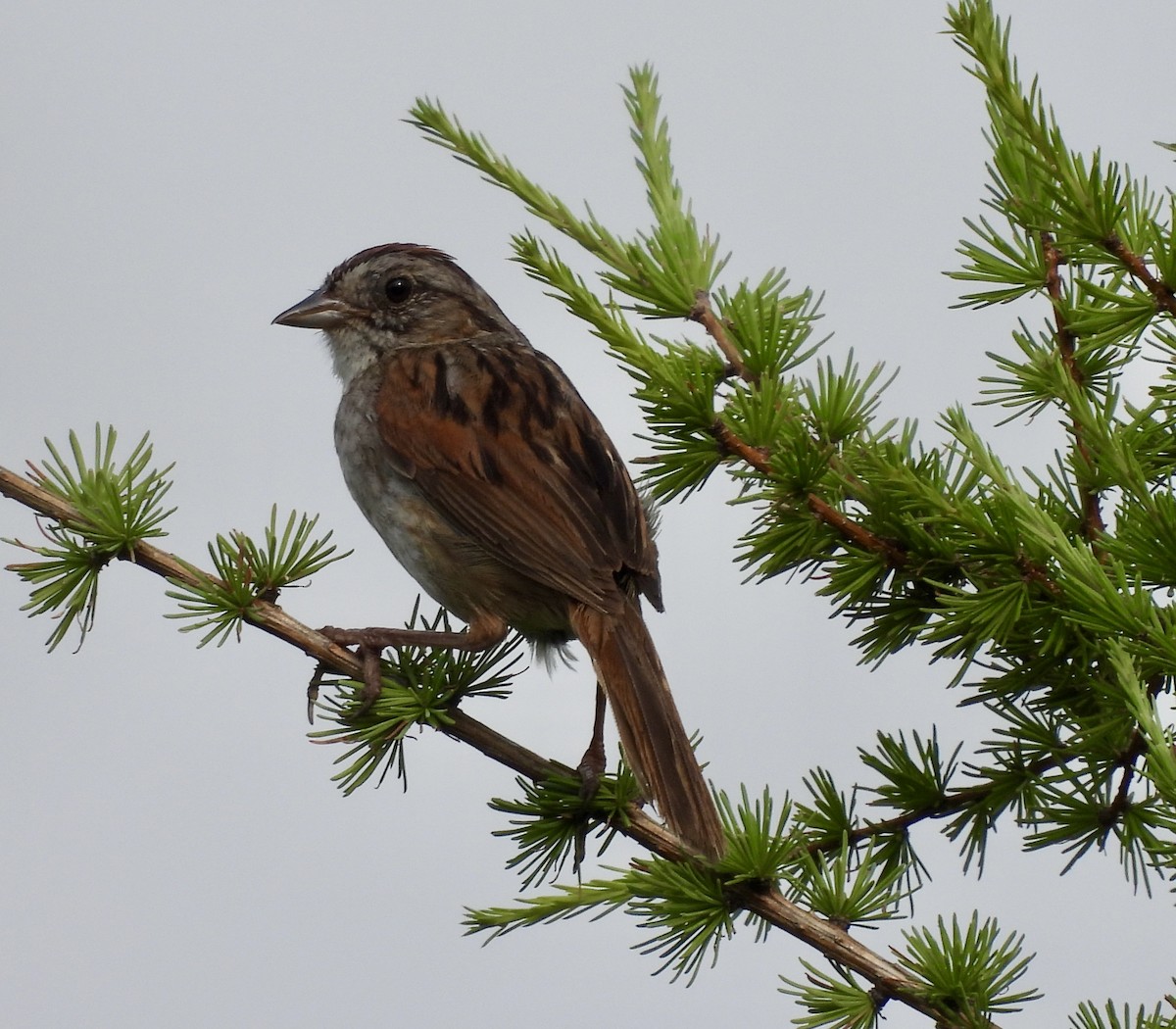 Swamp Sparrow - ML638913364