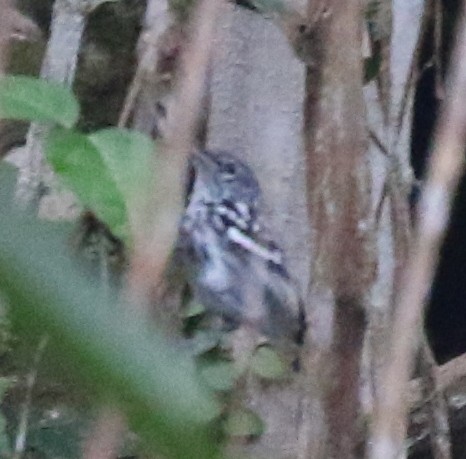 Amazonian Streaked-Antwren - ML638913402