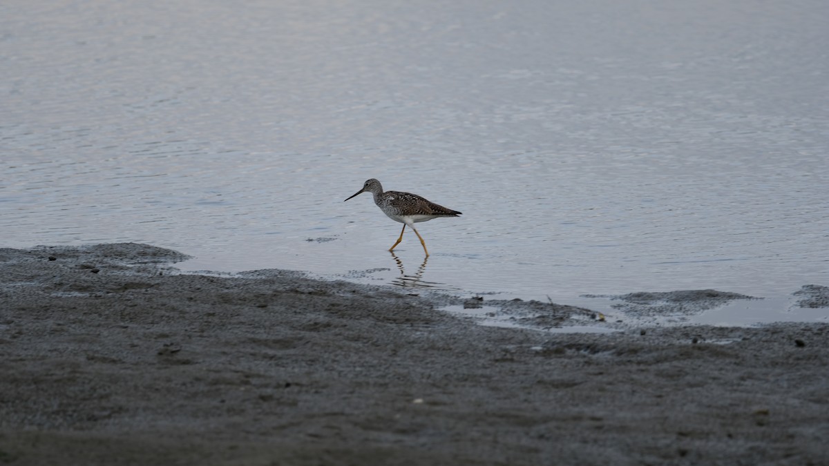 plystresnipe - ML638913419
