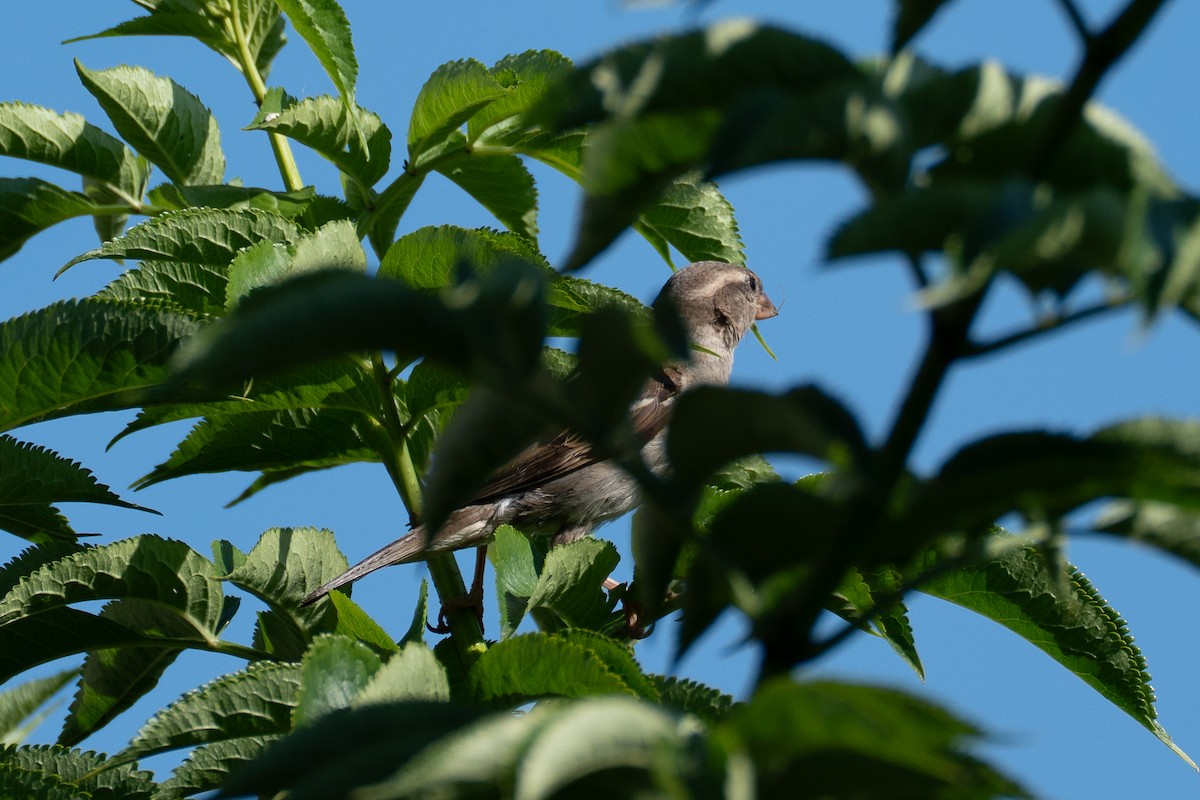 House Sparrow - ML638913422