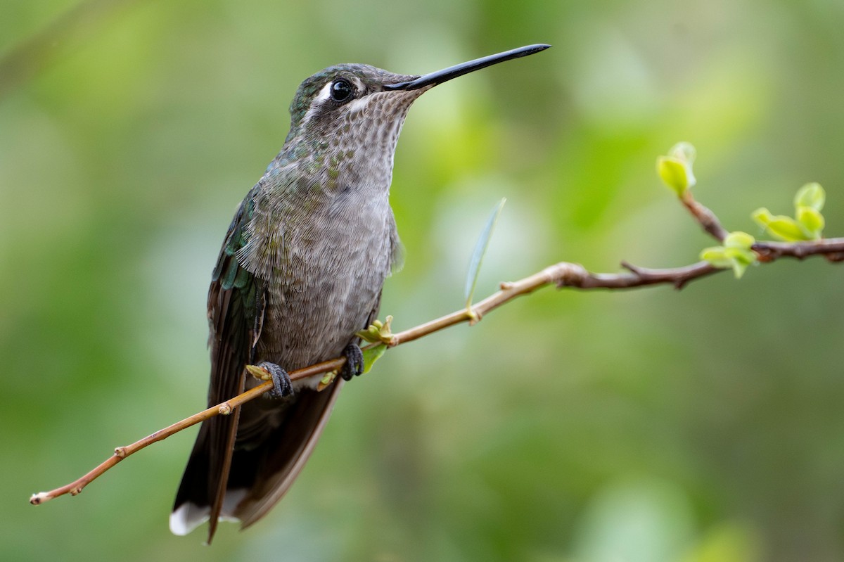 Rivoli's Hummingbird - ML638913425