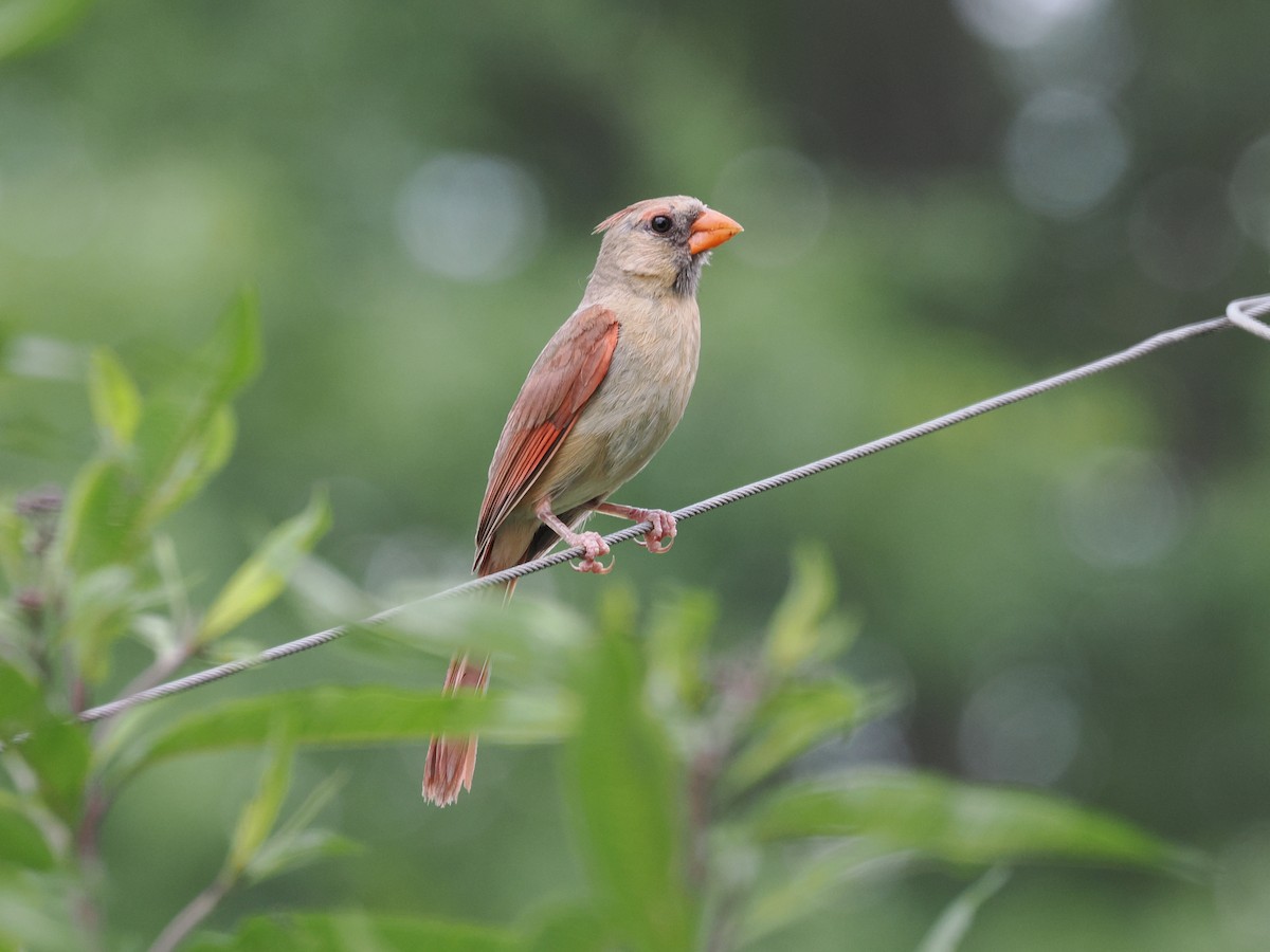 Northern Cardinal - ML638913427