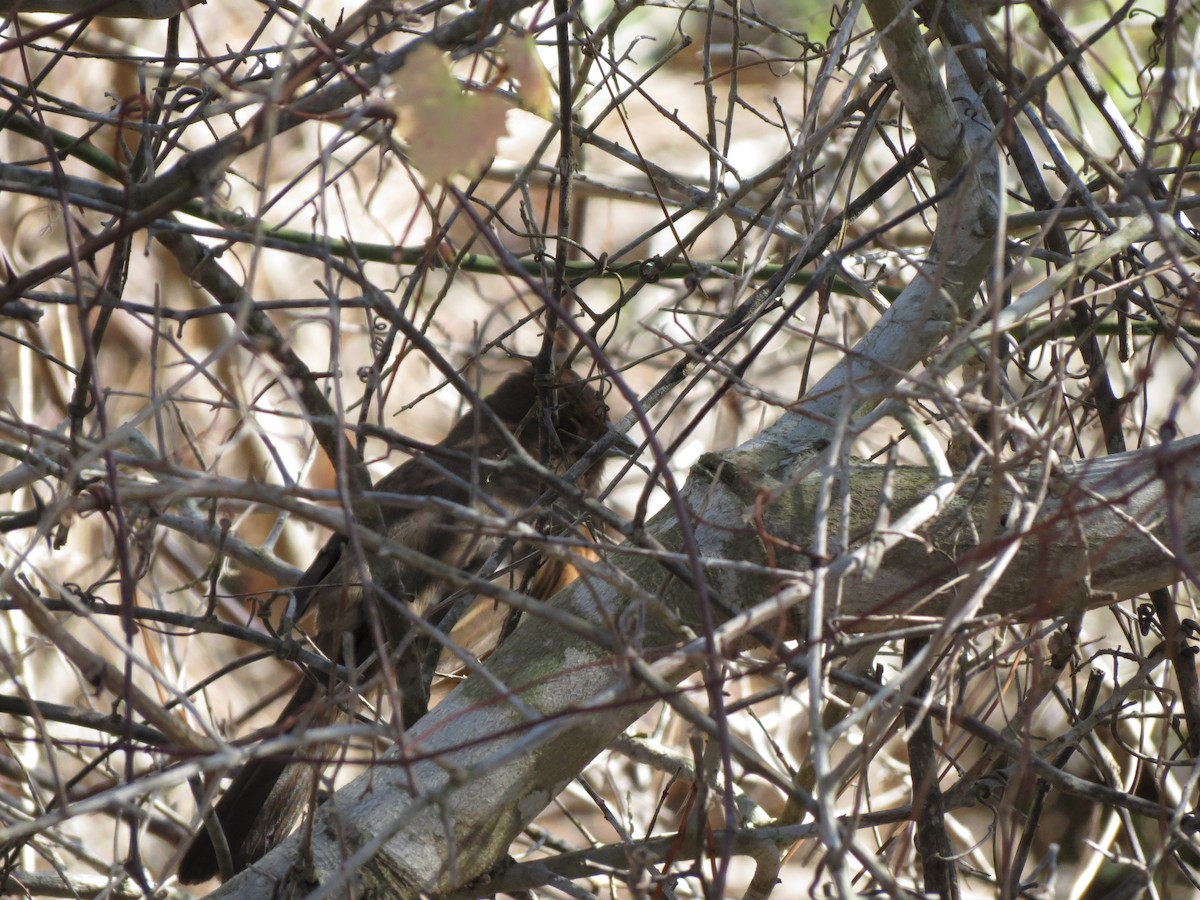 Eastern Towhee - ML638913438