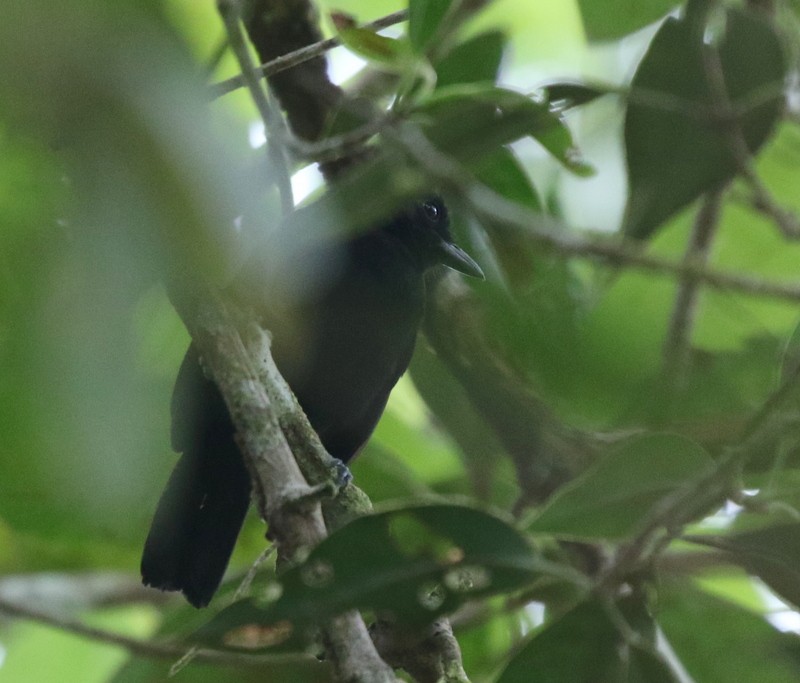 Cocha Antshrike - ML638913448