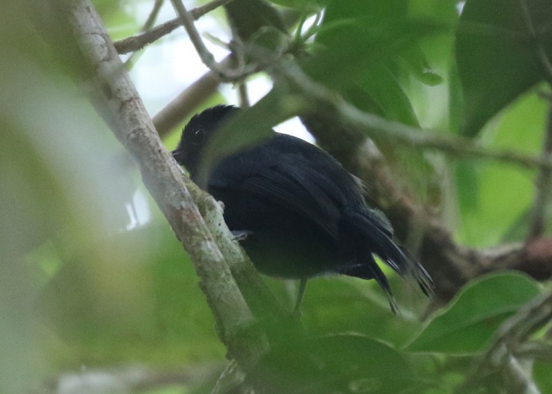 Cocha Antshrike - ML638913449