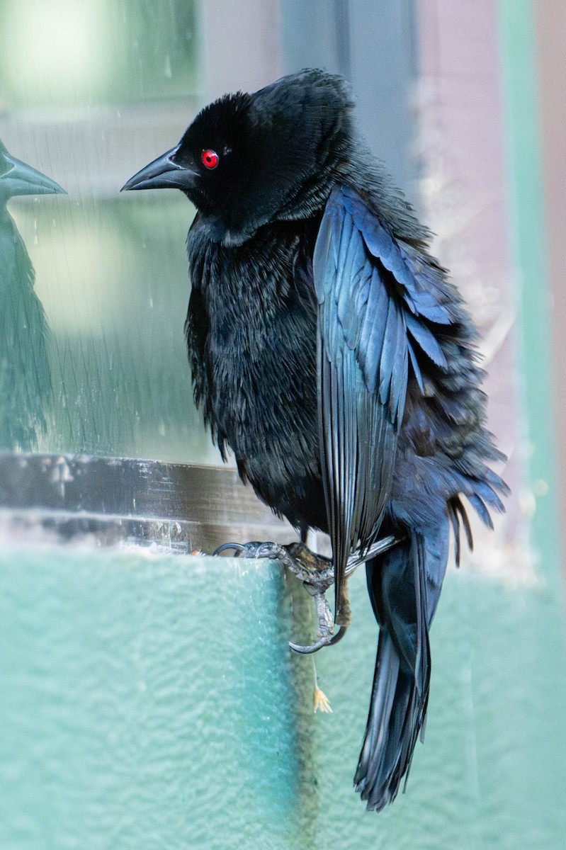 Bronzed Cowbird - ML638913513